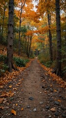 Obraz premium Forest trail surrounded by colorful autumn foliage