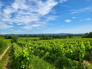 Naklejka premium Vineyard in the south of France landscape