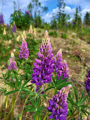 Fototapeta premium Lupin flower in Norway