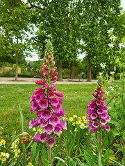 Foxglove flower blooming in the garden, digitalis flower