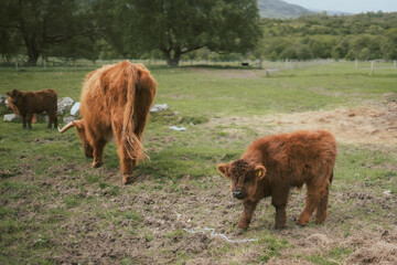 Highland cows grazing in misty Scottish countryside. Rustic farmland scenes with iconic long-haired...