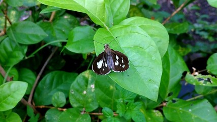 Close-up of a Grass Demon butterfly with dark brown wings and white spots resting on a green...