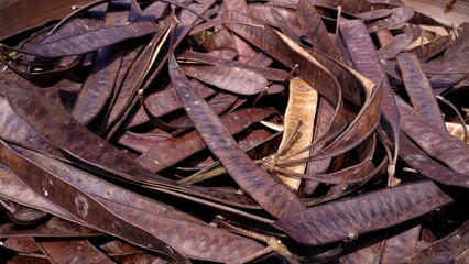 Full-frame close-up of dry brown Lamtoro pods with curled, flat shapes creating a rich, rustic texture ideal for themes of agriculture, organic materials, and botanical studies.