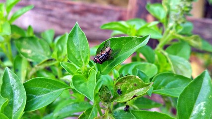 Macro close-up of two Flesh Flies mating on a green basil leaf, showing detailed bodies and...