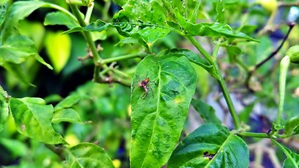Orange Jumping Spider on Chili Leaf. Macro close-up of a vibrant orange jumping spider with large eyes on a green chili leaf showcasing its alert stance and vivid detail in a natural garden setting.