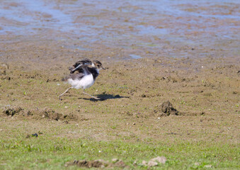 young lapwing in the grass, lapwing chick runs and has spread its wings, lapwing chick practices flying and runs off with spread wings, Vanellus vanellus