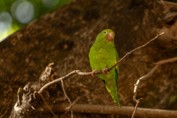 Parakeet walking lightly on a tree branch.