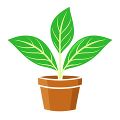 green plant in a pot