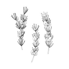 Vector hand-drawn illustrations of rooibos sprigs. Black and white sketch of ingredient for herbal tea.
