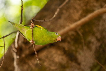 Um periquito fofo, verde e curioso, empoleirado no galho de uma árvore.