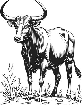 Beabull engraving showcasing a detailed depiction of a robust bull standing on a rocky surface with grass around it, created in a vintage engraving vector style