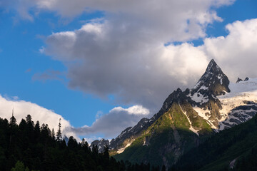 forest against the backdrop of snowy mountains