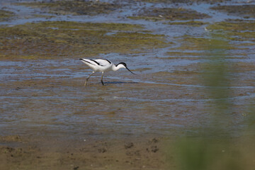 avocet from the side, avocet runs through swampy water, one avocet runs through the mire, Recurvirostra avosetta, black and white waterfowl, long curved beak 