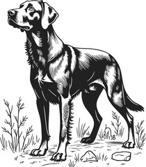 Chesapeake Bay Retriever detailed vintage engraving is a beautifully crafted line drawing showcasing the elegance and strength of this loyal breed in a natural setting
