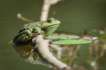 Pelophylax ridibundus aka European marsh frog in the pond.