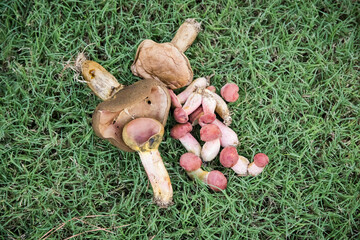 Pile of mushrooms in the grass