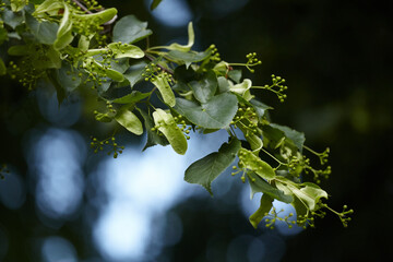 Fresh Linden Branch with Developing Seeds.