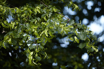 Fresh Linden Branch with Developing Seeds.