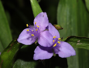 Purple flowers of zigzag spiderwort (Tradescantia subaspera) blooming in the mountains of North Carolina. 