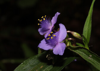 Close-up of the purple flowers of the zigzag spiderwort (Tradescantia subaspera).  Each individual flower blooms for only one day. 