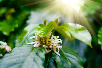 Coffee tree finish end blossom with white color flowers