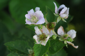 Blackberry, Rubus idaeus, close-up of flowers