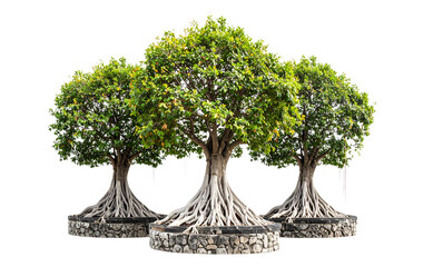 Fototapeta premium Three Ancient Banyan Tree with Exposed Roots and Stone Base, isolated on transparent background