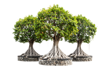 Three Ancient Banyan Tree with Exposed Roots and Stone Base, isolated on transparent background