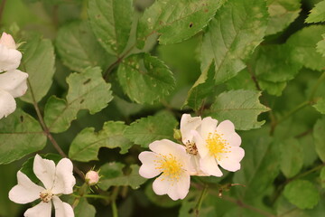 blooming apple tree