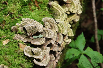mushrooms on tree