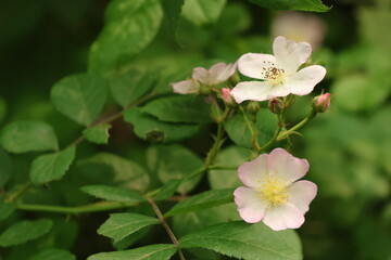 apple tree blossom