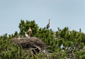 paysage avec des grands oiseaux niché de cigognes, hérons, par beau temps