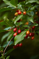 Developing Goumi Berries on a Lush Green Branch.