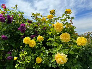 Gorgeous Rose bush yellow and pink blooms.