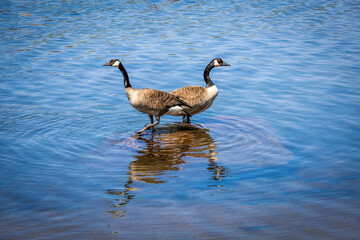 A serene view of Canada Geese at Solitaire Lake in Huntsville, Ontario, capturing the tranquility of nature.