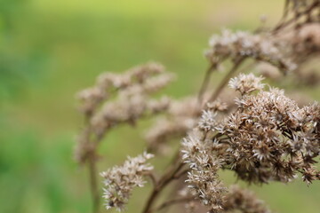 wild flowers in the spring