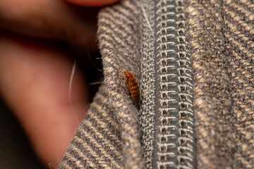 Cimex lectularius - bedbugs in a Matress seam
