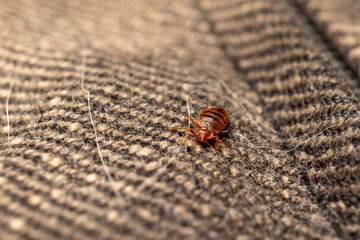 Bed bug