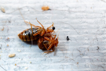 Bed Bugs Trapped on Adhesive Tape – Pest Control Concept