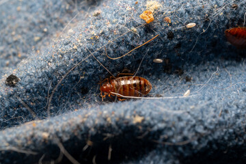 Cimex lectularius - bedbugs in a Matress seam