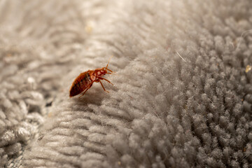 Bed bug