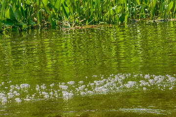 green grass in the water