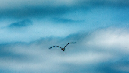 birds in the sky
