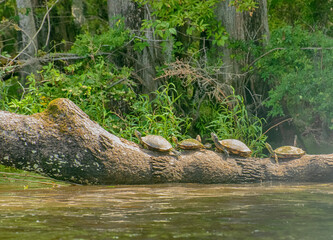 Turtles basting on a log