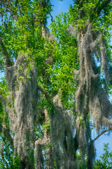 trees in the woods