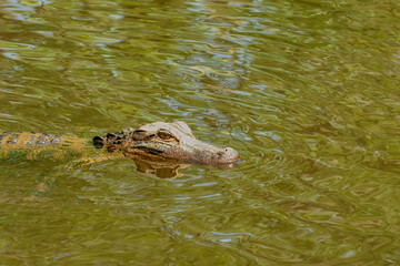 alligator in the water