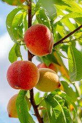 Orange peaches on a tree branch on a sunny summer day, close-up. Growing fruits in the garden and caring for trees