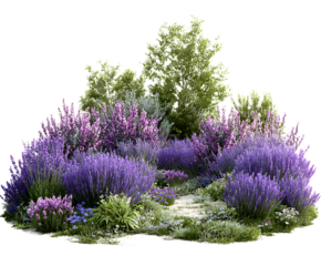 Vibrant Lavender Flower Garden for Calm Decor