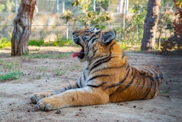 Charming buffalo tiger in Baku Zoological Park