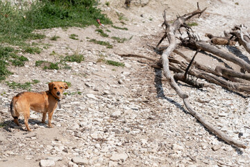 A brown dachshund and pinscher mix walks on the beach during the day and looks at the camera, copy space